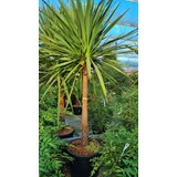 Cordyline australis